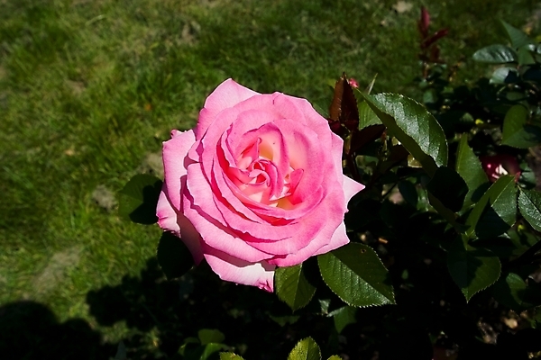 포토 JPG 해외이미지 꽃잎 꽃 협상 사람없음 학습 장미 정원 개화 가시 관목 대학교 캘리포니아 5 질서 기관 서쪽 해외포토 나무 식물 교육 비즈니스 학교 숫자 미국 예절 방향 파일형식 이미지허브