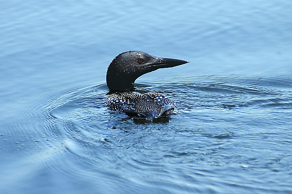 포토 JPG 해외이미지 호수 야생동물 이동 캐나다 자연 조류 휴식 오리 성인 사람없음 물 뷰티 반사 평화 검은색 수영 줄무늬 흰색 연못 점 고독 매끈함 깃털 다이빙 부리 부름 북쪽 물새 해외포토 자연요소 동물 감정 컬러 컨셉 북아메리카 무늬 모션 사람 수상스포츠 감각 방향 생태계 수중스포츠 파일형식 이미지허브