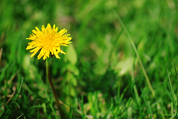 포토 JPG 해외이미지 식물 계절 꽃잎 꽃 꽃무늬 밭 자연 사람없음 초록색 컬러풀 뷰티 농장 노란색 환경 정원 맑음 봄 벚꽃 시골 신선 닫기 민들레 내추럴 해외포토 컬러 무늬 농업 모션 날씨 생태계 파일형식 이미지허브