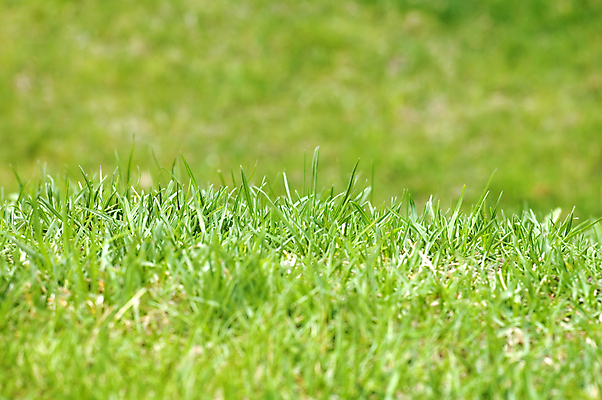포토 JPG 해외이미지 식물 계절 백그라운드 자연 부활절 사람없음 초록색 우주 봄 흰색 신선 닫기 4월 5월 오브젝트 처음 해외포토 기념일 컬러 모션 날짜 생태계 파일형식 이미지허브