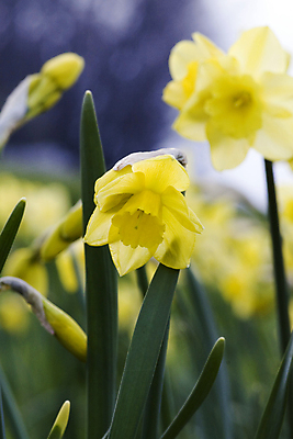 포토 JPG 해외이미지 주간 꽃 사람없음 야외 아웃포커스 수선화 해외포토 자연요소 식물 촬영기법 파일형식 이미지허브