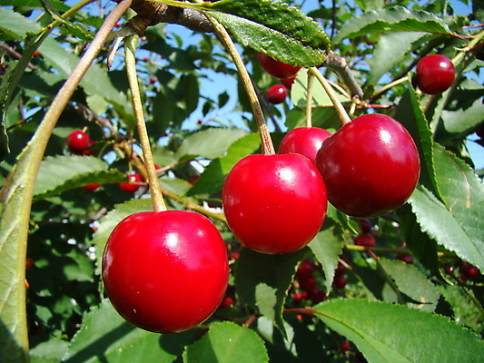 포토 JPG 해외이미지 나무 식물 잎 과일 사람없음 빨간색 정원 체리 다발 해외포토 컬러 파일형식 이미지허브