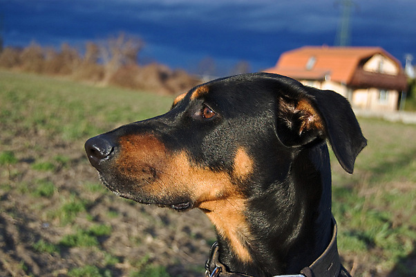 포토 JPG 해외이미지 밭 주택 사람없음 기쁨 꿈 자유 개 고독 떨어짐 무서움 명상 싱글 열정 폭풍 문제 충동구매 최면 폭풍우 결석 해외포토 감정 컨셉 농업 포유류 날씨 건물 쇼핑 비_날씨 자연재해 과소비 파일형식 이미지허브