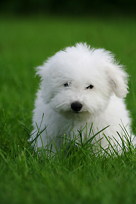 포토 JPG 해외이미지 동물 응시 시선 얼굴 인형 자연 사람없음 초록색 반려동물 귀여움 놀람 아기 개 달콤 강아지 순수 무릎 몸단장 송곳니 감탄 유래 해외포토 감정 컬러 컨셉 포유류 표정 사람 신체부위 맛 치아 생태계 파일형식 이미지허브
