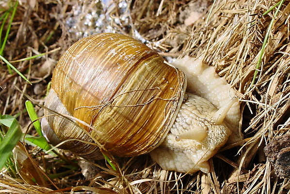 포토 JPG 해외이미지 음식 사람없음 갈색 껍질 큼 프랑스어 해외포토 문자 컬러 크기 파일형식 이미지허브