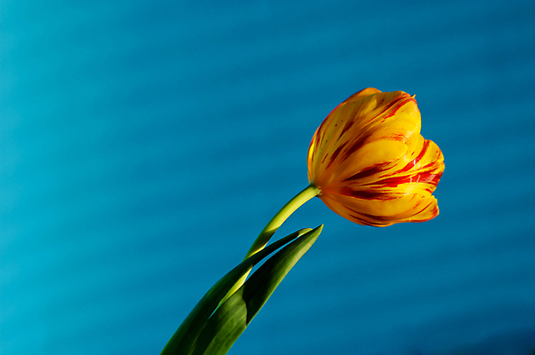 포토 JPG 해외이미지 한송이 실내 사람없음 파란색 노란색 튤립 해외포토 1 꽃 컬러 내부 송이 파일형식 이미지허브