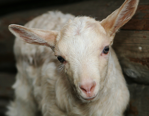 포토 JPG 해외이미지 동물 척추동물 새끼 농업 포유류 자연 염소 산 수염 서기 초원 사람없음 야외 건물 반려동물 청춘 농장 환경 듣기 흰색 시골 아기 달콤 농부 호기심 코 귀 내추럴 생태학 해외포토 직업 건축물 교육 감정 산업 컬러 컨셉 모션 사람 신체부위 맛 생태계 파일형식 이미지허브