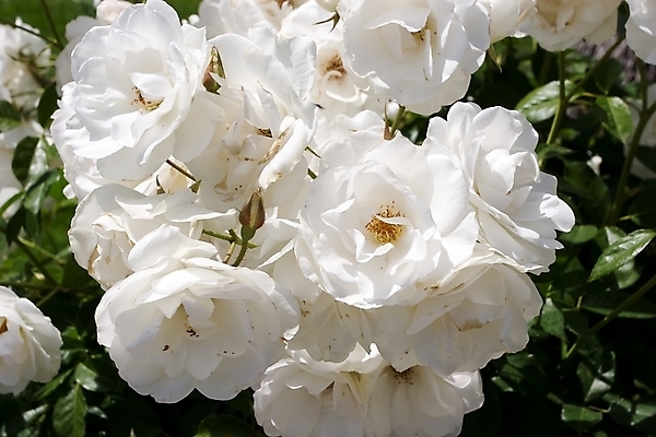 포토 JPG 해외이미지 식물 꽃잎 꽃 분홍색 꽃다발 발렌타인데이 사랑 사람없음 빨간색 뷰티 장미 정원 낭만 개화 차 다발 관목 해외포토 나무 감정 음료 컬러 컨셉 데이이벤트 파일형식 이미지허브