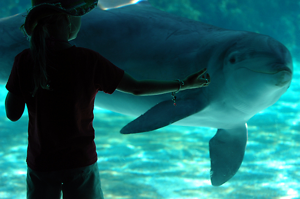 포토 JPG 해외이미지 여자 어린이 실내 한명 상반신 파란색 수중 돌고래 수족관 아쿠아리움 손뻗기 교감 소녀한명만 해외포토 1 컬러 포유류 모션 사람 내부 수중동물 여자한명만 소녀만 파일형식 이미지허브