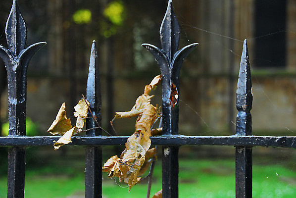포토 JPG 해외이미지 잎 사람없음 울타리 햇빛 슬픔 죽음 철 해외포토 식물 감정 담장 태양 파일형식 이미지허브