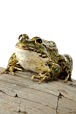 포토 JPG 해외이미지 동물 응시 야생동물 가족 자연 개구리 양서류 앉기 사람없음 초록색 반려동물 젖음 흰색 점 오브젝트 호기심 싱글 생물학 주둥이 물갈퀴 노려봄 고립 끈적임 해외포토 시선 교육 감정 컬러 컨셉 관계 모션 표정 생태계 파일형식 이미지허브