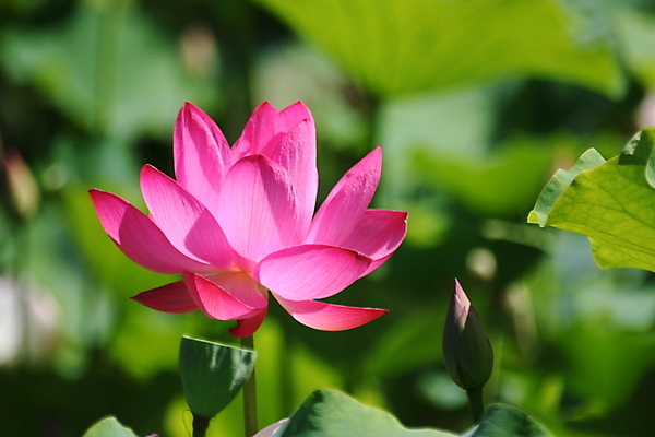 포토 JPG 해외이미지 식물 꽃 분홍색 불교 연꽃 씨앗 동양인 사람없음 초록색 여름 정원 벚꽃 연못 신성 꼬투리 해외포토 계절 종교 컬러 인종 파일형식 이미지허브