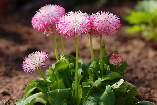 포토 JPG 해외이미지 식물 계절 꽃잎 꽃 분홍색 꽃무늬 밭 자연 초원 사람없음 초록색 여름 파란색 컬러풀 뷰티 농장 환경 정원 맑음 보라색 봄 벚꽃 시골 신선 닫기 제비꽃 데이지 내추럴 해외포토 컬러 무늬 농업 모션 날씨 생태계 파일형식 이미지허브