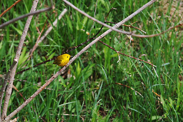 포토 JPG 해외이미지 나무 남자 야생동물 자연 조류 앉기 성인 사람없음 노란색 나뭇가지 숲 철새 내추럴 삼림지대 해외포토 식물 동물 컬러 모션 사람 생태계 파일형식 이미지허브