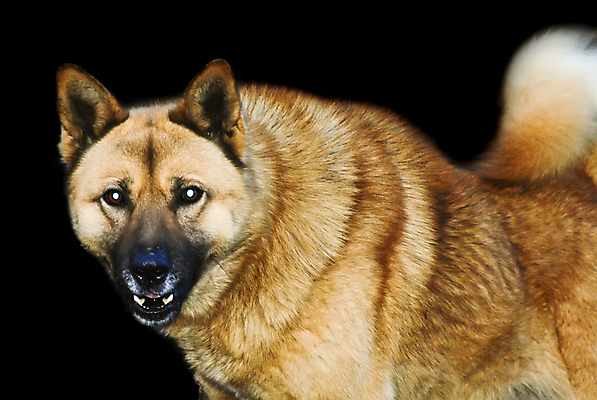 포토 JPG 해외이미지 빵 놀이 사람없음 반려동물 반사 검은색 개 치아 보호 야간 위험 무서움 집중 순수 보안 충실 해외포토 자연요소 동물 감정 음식 컬러 컨셉 포유류 안전 소화기관 파일형식 이미지허브