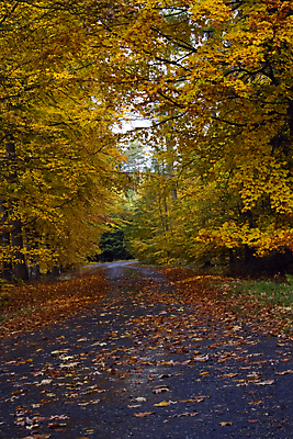 포토 JPG 해외이미지 나무 도로 길 잎 자연 바람 산 사람없음 목재 빨간색 초록색 노란색 경기장 산책 회색 운전 통로 굴곡 루트 방법 해외포토 자연요소 식물 컬러 재료 스포츠시설 교통시설 모션 날씨 휴식 생태계 파일형식 이미지허브
