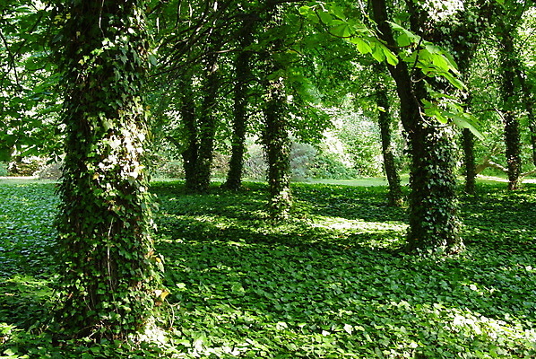 포토 JPG 해외이미지 나무 식물 공원 그림자 사람없음 초록색 해외포토 공공시설 컬러 파일형식 이미지허브