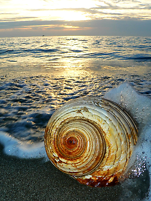 포토 JPG 해외이미지 동물 모래 바다 자연 조개 연체동물 사람없음 껍질 고립 해외포토 어패류 무척추동물 생태계 파일형식 이미지허브