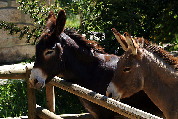 포토 JPG 해외이미지 동물 커플 공원 여자 남자 자연 사람없음 만족 당나귀 해외포토 공공시설 감정 관계 사람 말_동물 생태계 파일형식 이미지허브