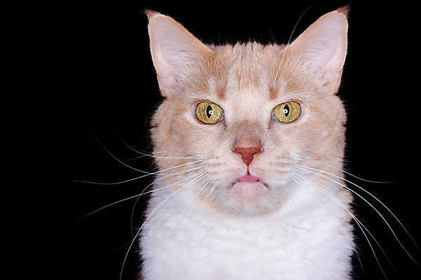 포토 JPG 해외이미지 동물 학생 얼굴 오렌지 수염 털 사람없음 반려동물 머리 고양이 흰색 표현 입 선탠 핥기 모피 혀 코 귀 얼룩무늬 동반자 성격 해외포토 컬러 무늬 과일 포유류 모션 신체부위 파일형식 이미지허브