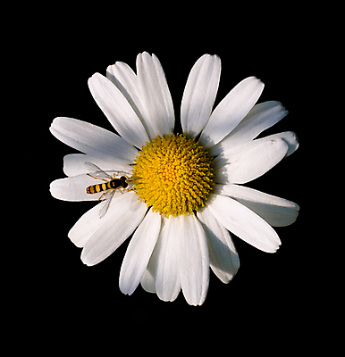 포토 JPG 해외이미지 식물 동물 꽃잎 꽃 곤충 꽃무늬 날개 자연 사람없음 노란색 정원 검은색 봄 벚꽃 벌 데이지 꽃가루 캐모마일 해외포토 계절 컬러 무늬 가루 허브 생태계 파일형식 이미지허브