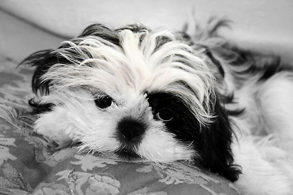 포토 JPG 해외이미지 동물 새끼 포유류 털 흑백 사람없음 반려동물 쌓기 검은색 흰색 개 강아지 작음 모피 입술 코 노려봄 송곳니 기르기 동반자 유래 해외포토 컬러 모션 촬영기법 표정 신체부위 치아 크기 돌봄 파일형식 이미지허브