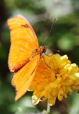 포토 JPG 해외이미지 나비 곤충 날개 안테나 사람없음 평화 정원 원예 변태 해외포토 동물 컨셉 통신 취미 파일형식 이미지허브
