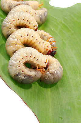 포토 JPG 해외이미지 동물 음식 곤충 학교 자연 낚시 사람없음 둥지 딱정벌레 애벌레 미끼 식민지 끈적임 해외포토 교육 레저 벌레 생태계 파일형식 이미지허브