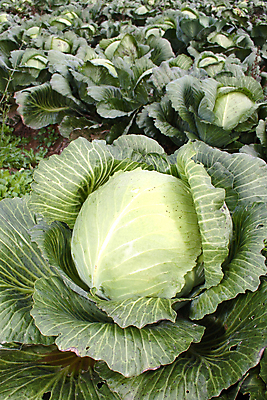 포토 JPG 해외이미지 식물 음식 잎 농업 채소 자연 건강 사람없음 초록색 농작물 농장 정원 수확 성장 가을 먹기 배고픔 가득함 유기농 원예 생물학 양배추 날것 채식주의자 해로움 세련 해외포토 웰빙 계절 교육 산업 컬러 컨셉 모션 취미 생태계 채식 파일형식 이미지허브