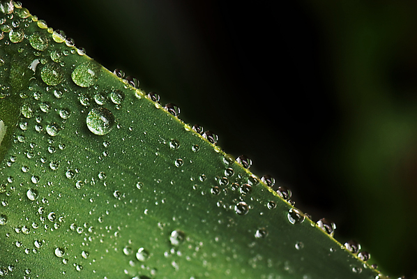 포토 JPG 해외이미지 백그라운드 잎 패턴 자연 벽지 추상 사람없음 장식 초록색 물 검은색 봄 거품 젖음 물방울 액체 떨어짐 이슬 빗방울 폭풍 샤워실 해외포토 자연요소 식물 계절 컬러 컨셉 무늬 날씨 비_날씨 생태계 샤워시설 파일형식 이미지허브