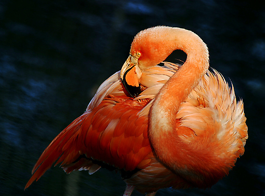 포토 JPG 해외이미지 동물 분홍색 날개 오렌지 조류 생물 동물원 사람없음 물 플라밍고 사파리 깃털 목 이국적 해외포토 자연요소 컬러 과일 신체부위 파일형식 이미지허브