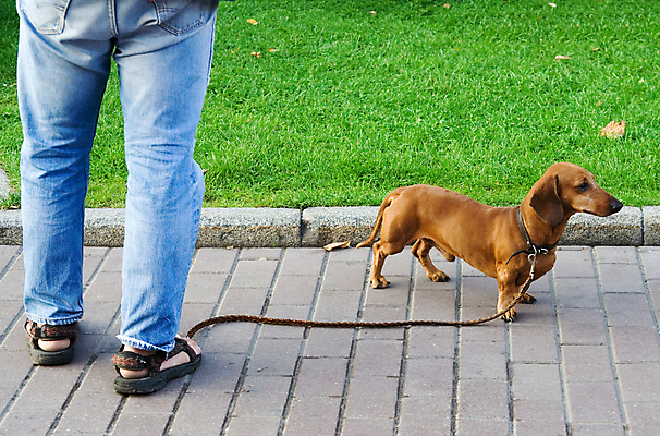 포토 JPG 해외이미지 동물 응시 안내 앉기 사람없음 반려동물 갈색 꼬리표 보행로 개 닥스훈트 호기심 주둥이 송곳니 총구 해외포토 시선 감정 길 컬러 컨셉 포유류 모션 라벨 치아 파일형식 이미지허브