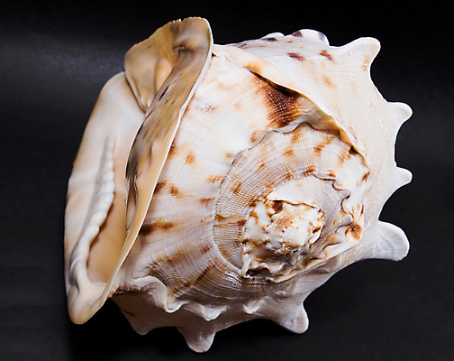 포토 JPG 해외이미지 바다 백그라운드 자연 연체동물 나선형 사람없음 껍질 흰색 원형 가장자리 소라 오브젝트 싱글 달팽이 해외포토 도형 컬러 무늬 어패류 무척추동물 둘레 생태계 파일형식 이미지허브