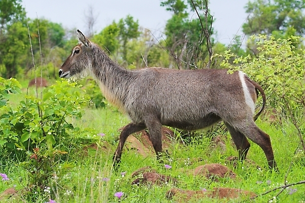 포토 JPG 해외이미지 동물 야생동물 패턴 포유류 아프리카 자연 초식동물 뿔 사람없음 달러 줄무늬 반지 사파리 영양 해외포토 나라 돈 무늬 장신구 생태계 파일형식 이미지허브
