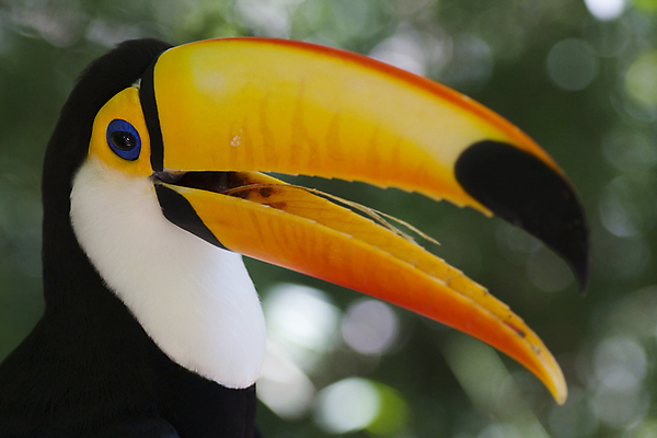 포토 JPG 해외이미지 동물 야생동물 신체 날개 오렌지 자연 조류 동물원 앉기 사람없음 컬러풀 노란색 머리 검은색 숲 열대우림 깃털 코 목 브라질 이국적 해외포토 컬러 과일 모션 신체부위 남아메리카 생태계 파일형식 이미지허브