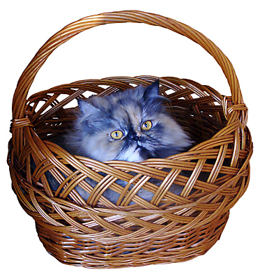 포토 JPG 해외이미지 응시 시선 주택 앉기 사람없음 바구니 우주 고양이 관찰 연기 역 달콤 땅 모피 만족 보안 귀 위치 솜털 숨김 조립 면역력 우울감 총구 안락 해외포토 감정 컨셉 포유류 교통시설 모션 안전 건물 신체부위 반려동물 맛 파일형식 이미지허브