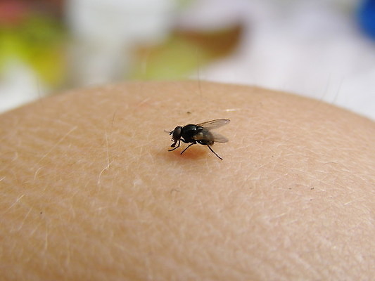 포토 JPG 해외이미지 과학 날개 표면 건강 사람 사람없음 장미 청결 코트 조직 실 위생 피부 지역 박테리아 위생관리 해로움 해외포토 꽃 컨셉 의학 관리 신체부위 외투 파일형식 이미지허브