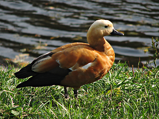 포토 JPG 해외이미지 호수 조류 오리 사람없음 옆모습 빨간색 물 강 연못 부리 물새 생강 계산서 해외포토 자연요소 동물 뷰포인트 컬러 채소 파일형식 이미지허브