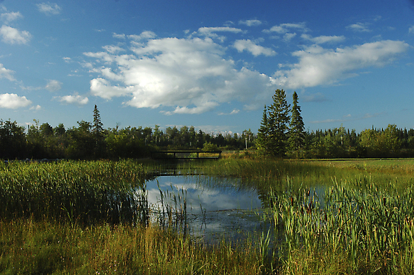 포토 JPG 해외이미지 나무 식물 잎 사람없음 야외 초록색 물 파란색 반사 연못 습지 상록수 침엽수 변소 수평선 해외포토 자연요소 컬러 파일형식 이미지허브