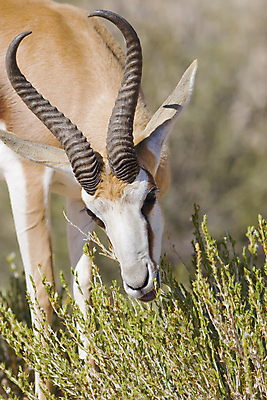 포토 JPG 해외이미지 식물 동물 남자 야생동물 포유류 아프리카 자연 초식동물 사슴 뿔 나선형 사람없음 갈색 환경 달러 점프 게임 황무지 선탠 작음 먹이 스웨터 먹기 사파리 귀 영양 내추럴 가젤 동물상 수유 해외포토 나라 컬러 상의 돈 무늬 모션 놀이 사람 신체부위 조형물 크기 생태계 파일형식 이미지허브