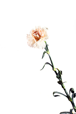 포토 JPG 해외이미지 꽃 사람없음 카네이션 해외포토 식물 파일형식 이미지허브