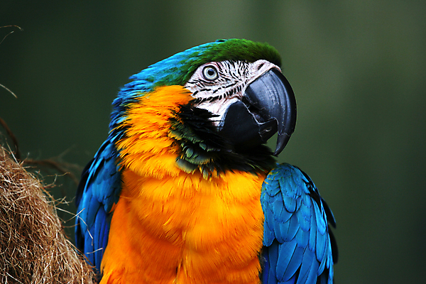 포토 JPG 해외이미지 동물 행복 밧줄 조류 사람없음 반려동물 컬러풀 깃털 호기심 앵무새 성격 해외포토 감정 줄 컬러 컨셉 파일형식 이미지허브