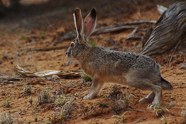 포토 JPG 해외이미지 동물 야생동물 포유류 사람없음 토끼 동물상 해외포토 반려동물 조형물 파일형식 이미지허브