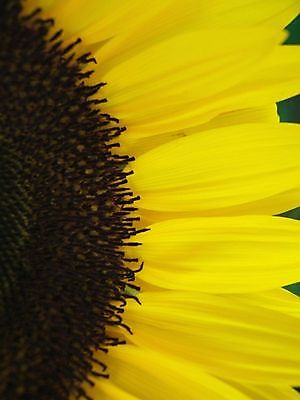 포토 JPG 해외이미지 식물 꽃 백그라운드 무늬 패턴 농업 자연 해바라기 사람없음 노란색 신선 질감 내추럴 해외포토 산업 컬러 생태계 파일형식 이미지허브