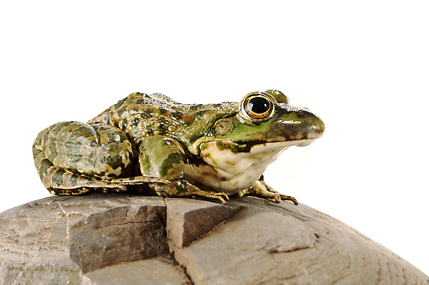 포토 JPG 해외이미지 동물 응시 야생동물 가족 자연 개구리 양서류 앉기 사람없음 초록색 반려동물 젖음 흰색 점 오브젝트 호기심 싱글 생물학 주둥이 물갈퀴 노려봄 고립 끈적임 해외포토 시선 교육 감정 컬러 컨셉 관계 모션 표정 생태계 파일형식 이미지허브