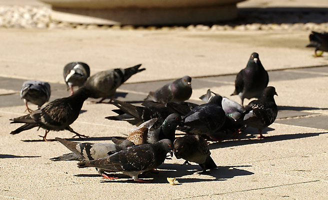 포토 JPG 해외이미지 유럽 빵 조류 사람없음 정원 도시 해충 깃털 비둘기 몰타섬 부스러기 수유 해외포토 동물 나라 음식 섬 벌레 몰타 파일형식 이미지허브