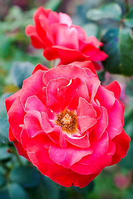 포토 JPG 해외이미지 꽃잎 꽃 줄기 백그라운드 잎 꽃무늬 자연 발렌타인데이 선물 사랑 사람없음 빨간색 초록색 뷰티 장미 머리 벚꽃 전원 표현 신선 우아함 오브젝트 열정 해외포토 식물 감정 컬러 컨셉 무늬 데이이벤트 신체부위 전기에너지 생태계 파일형식 이미지허브