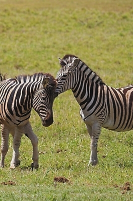 포토 JPG 해외이미지 동물 야생동물 패턴 포유류 아프리카 자연 초식동물 사람없음 줄무늬 사파리 얼룩말 해외포토 나라 무늬 말_동물 생태계 파일형식 이미지허브
