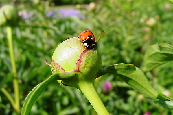 포토 JPG 해외이미지 꽃 곤충 사람없음 무당벌레 작약 해외포토 식물 동물 파일형식 이미지허브