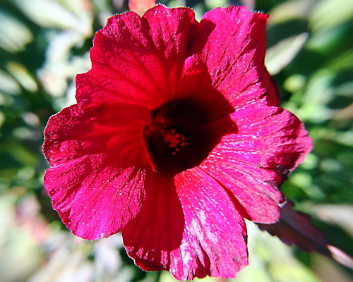 포토 JPG 해외이미지 꽃 분홍색 사람없음 빨간색 컬러풀 폭발 해외포토 식물 컬러 파일형식 이미지허브